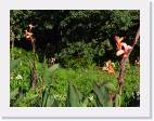 pLANTA 2
